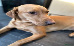 Labrador Retriever dogs for sale: Ref fox lab  - Image 1