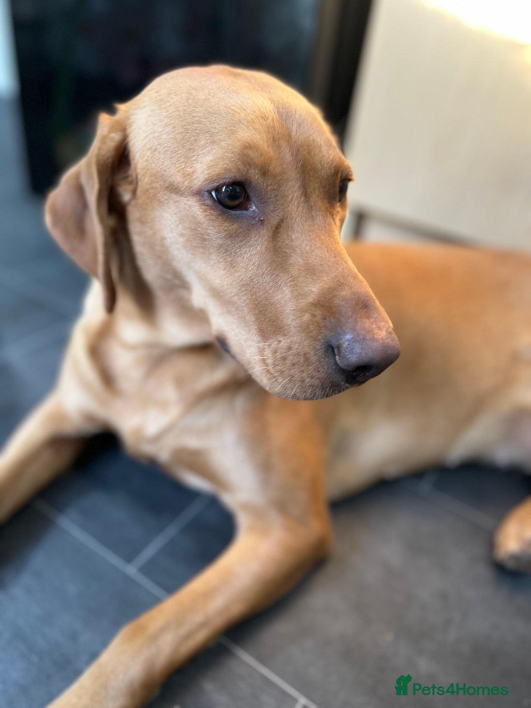Labrador Retriever dogs for sale: Ref fox lab  - Image 1