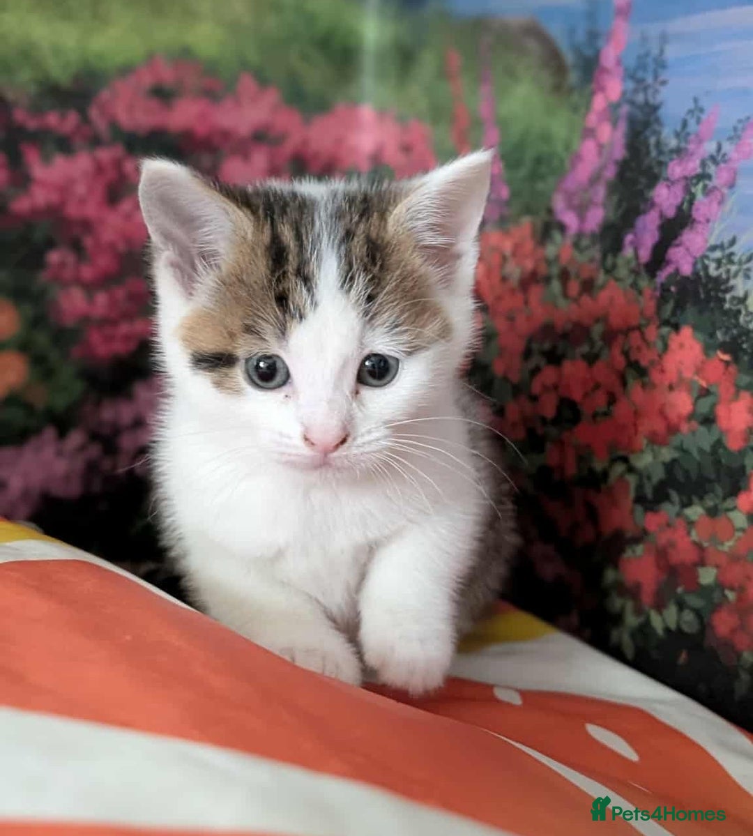 British Shorthair cats for sale: British Short Hair x Domestic Short Hair - Image 18