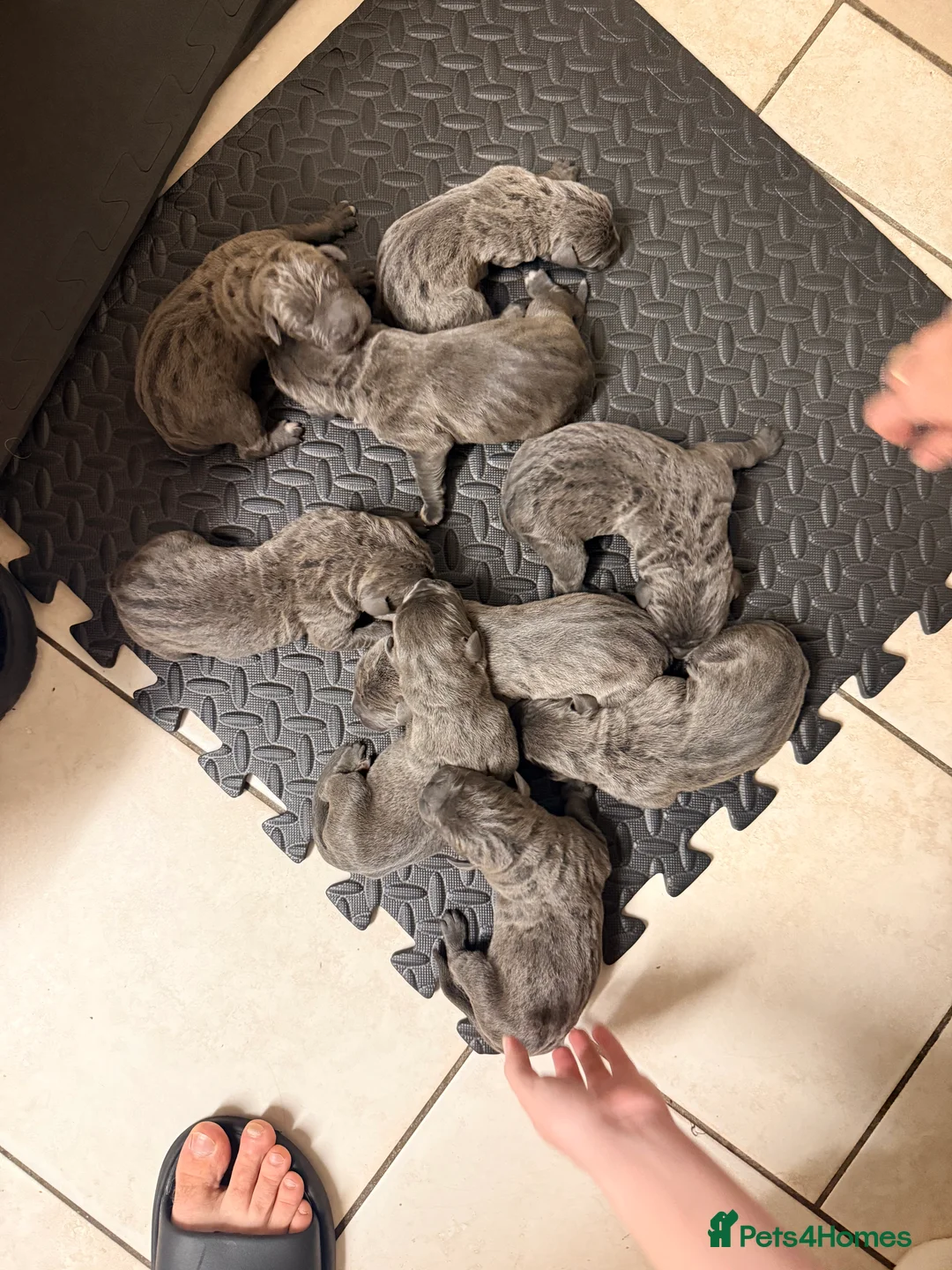 Cane Corso dogs for sale: Beautiful Cane Corso puppies available - Advert 16