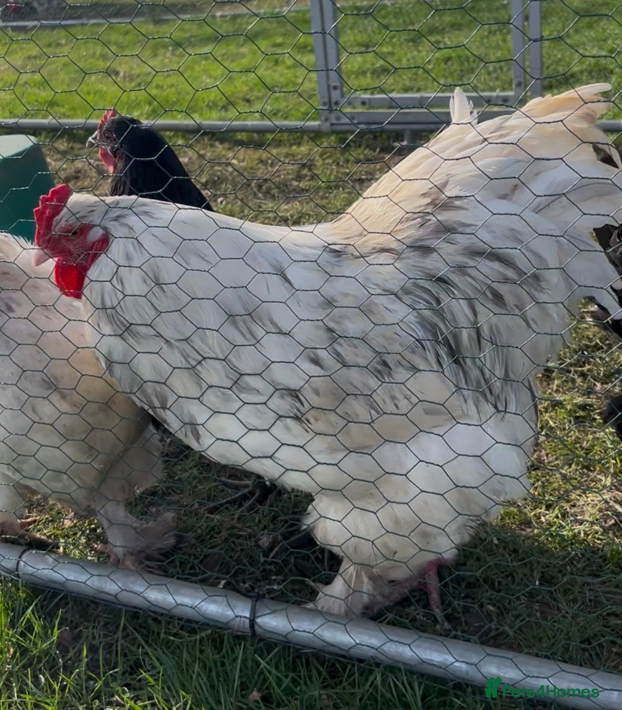 Chickens poultry Splash Brahma - Advert 1