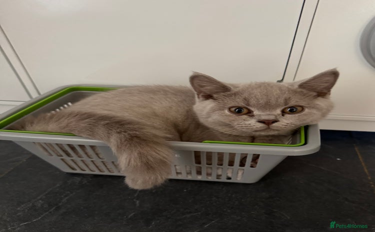 British Shorthair cats - Advert 3