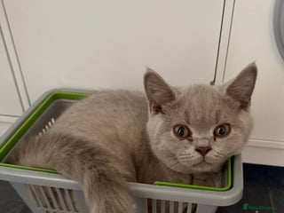 British Shorthair cats - Advert 11