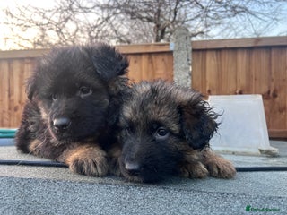 German Shepherd dogs German Shepherd puppies - Advert 14