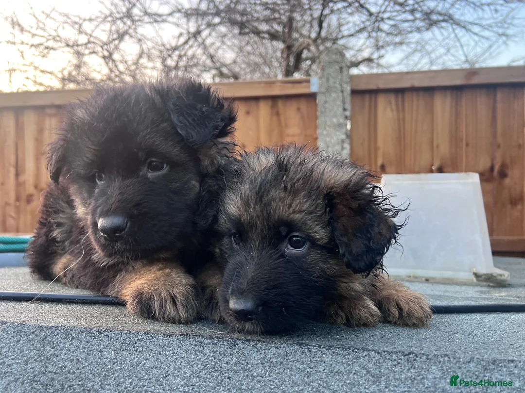 German Shepherd dogs for sale: German Shepherd puppies  - Advert 2