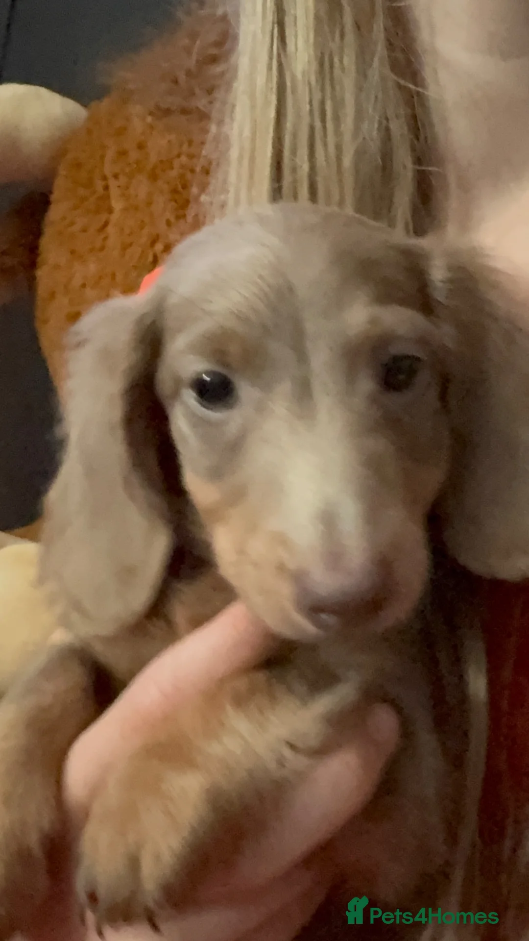 Miniature Dachshund dogs for sale: Pick of the litter mini dachshund  - Advert 7