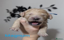 Goldendoodle dogs for sale: Gorgeous Goldendoodles  - Image 26