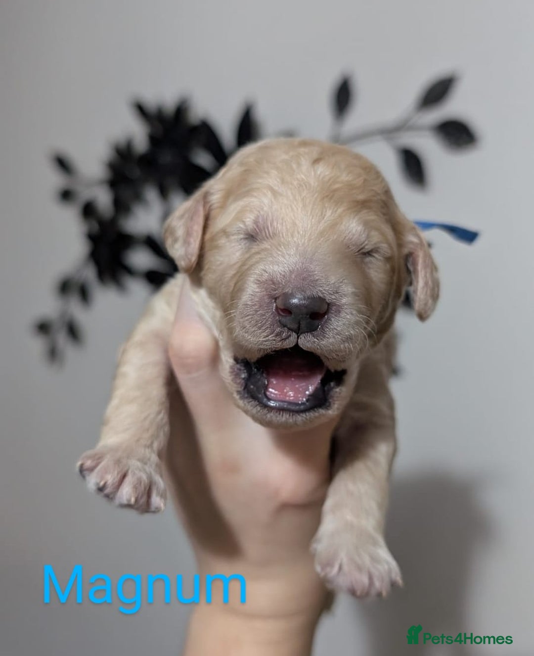 Goldendoodle dogs for sale: Gorgeous Goldendoodles  - Image 26