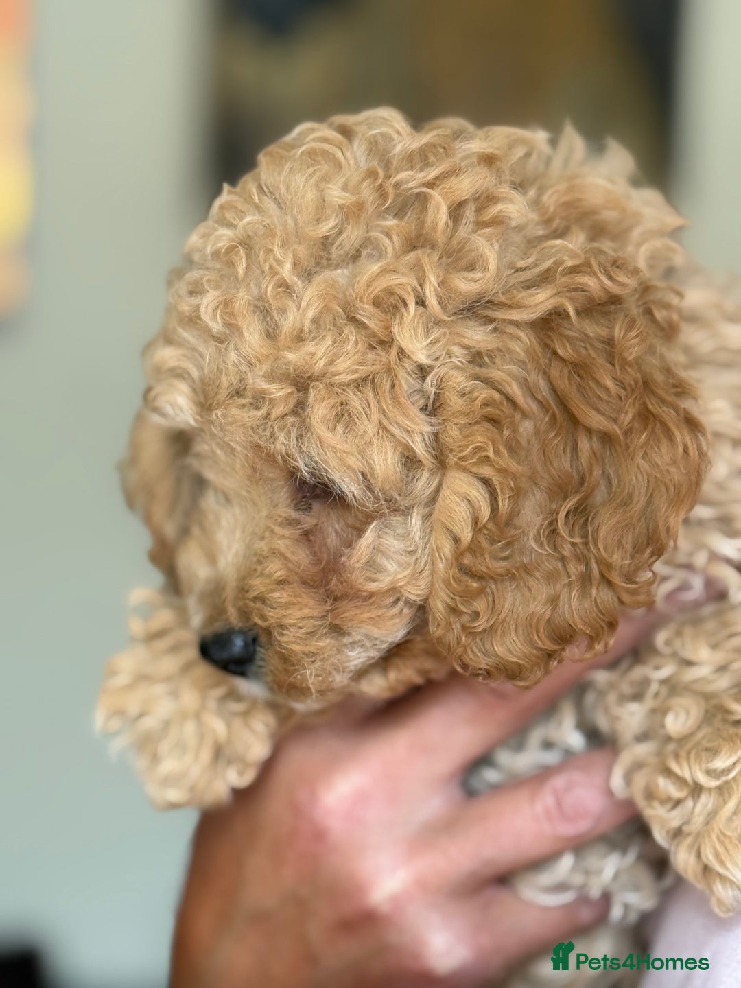 Cockapoo dogs for sale: Stunning ** F2 cockapoo - Image 5