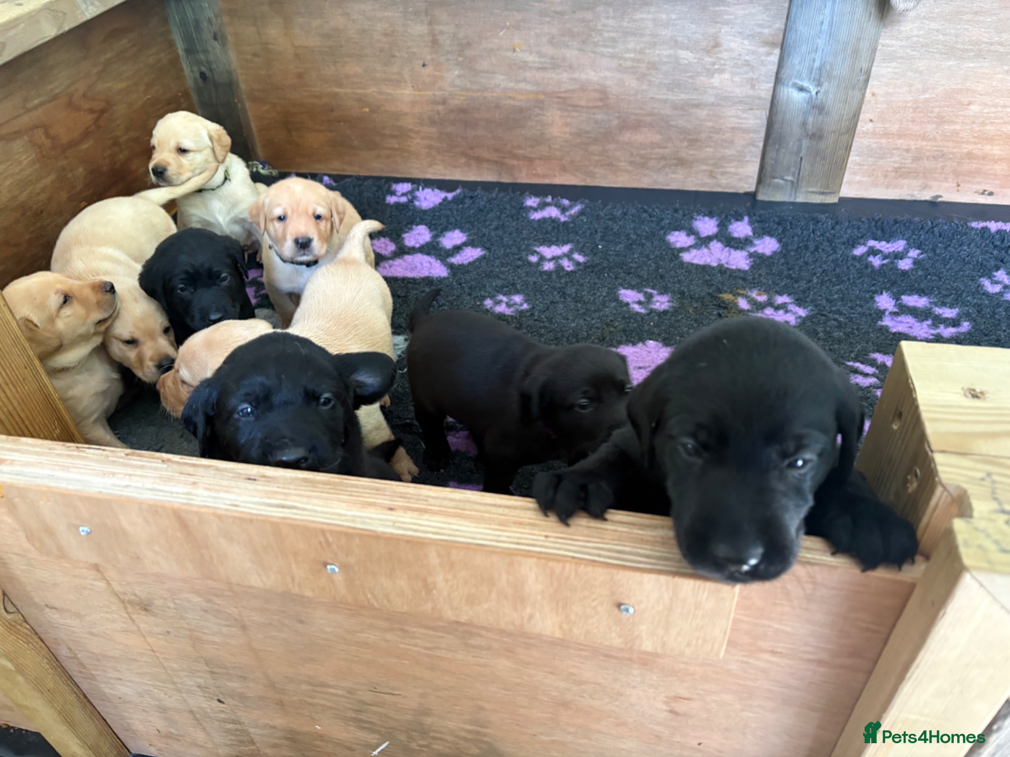 Labrador Retriever dogs 🐾 Beautiful Labrador Puppies 🐾  - Advert 6