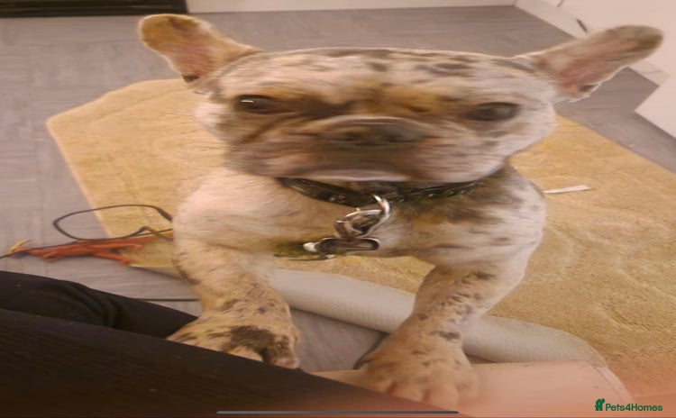 French Bulldog dogs - Advert 3