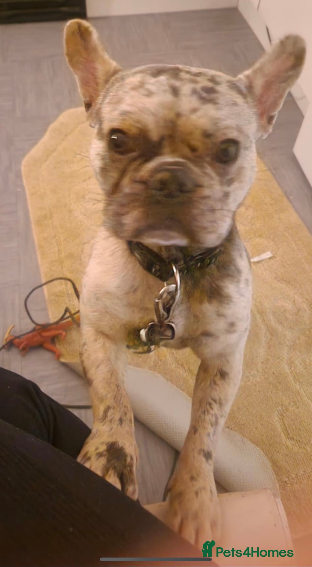 French Bulldog dogs for sale: 15 month old female French bulldog  - Image 1