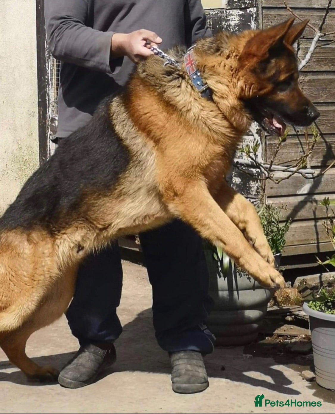 German Shepherd dogs german shepard looking for a new home - Advert 1