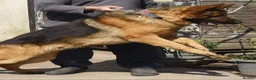 German Shepherd dogs for sale: german shepard looking for a new home in Telford - Advert 1