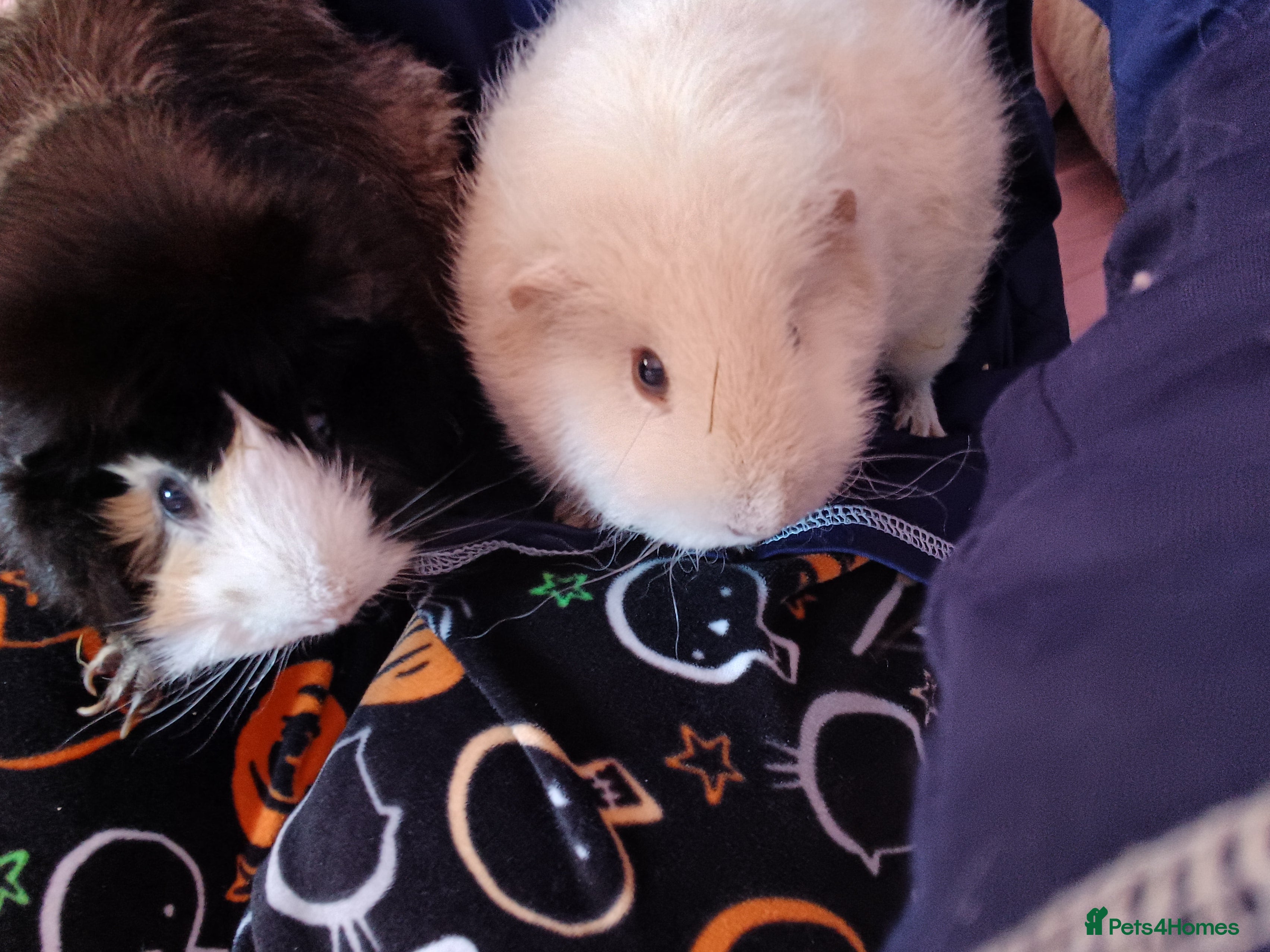 Guinea Pig rodents Two guinea pigs + full set up - Advert 10