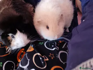 Guinea Pig rodents Two guinea pigs + full set up - Advert 10