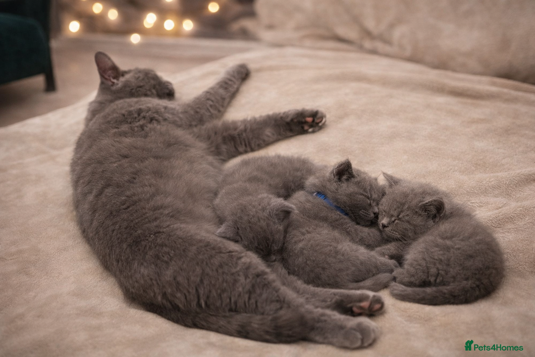 British Shorthair cats for sale: British Shorthair Kittens Looking for Loving Home - Advert 5
