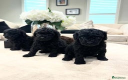 Toy Poodle dogs for sale: Waiting list for Kc toy poodles health tested - Image 11