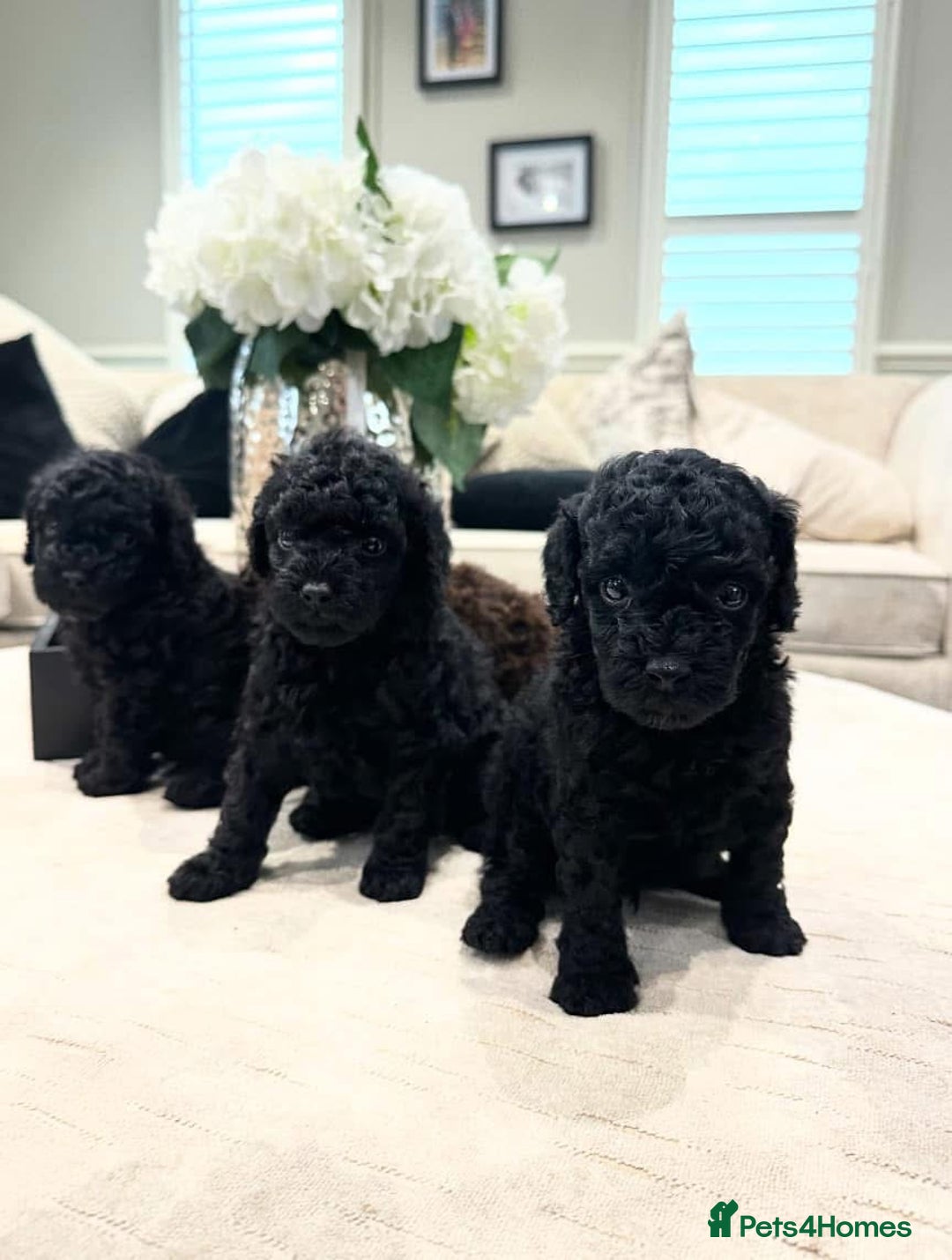 Toy Poodle dogs for sale: Waiting list for Kc toy poodles health tested - Image 11
