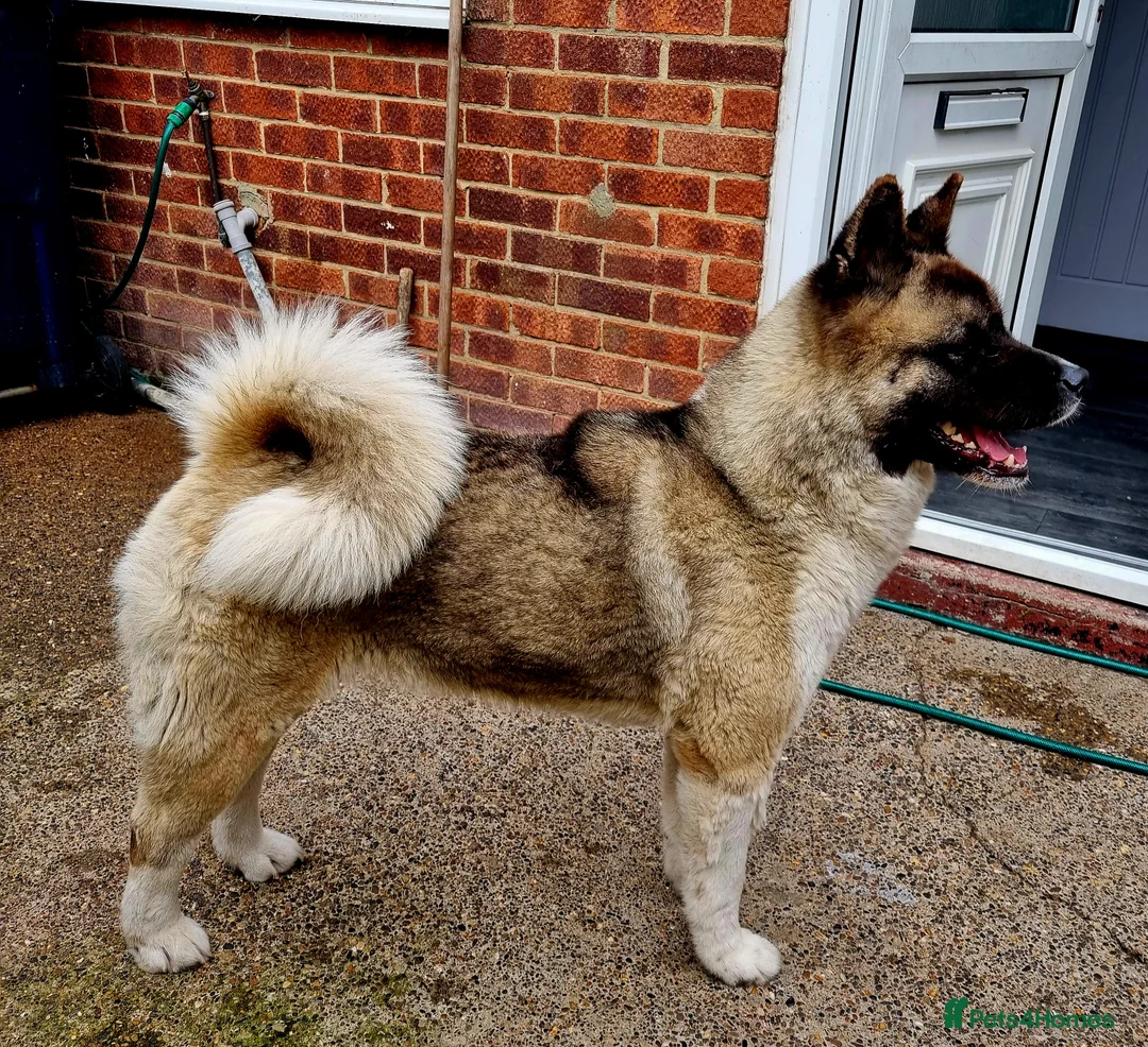 Akita dogs for sale: 9 weeks old Akita pups READY  - Advert 19