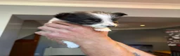 Jack Russell dogs for sale: Jack Russell puppies for sale, LAST BOY LEFT - Advert 5