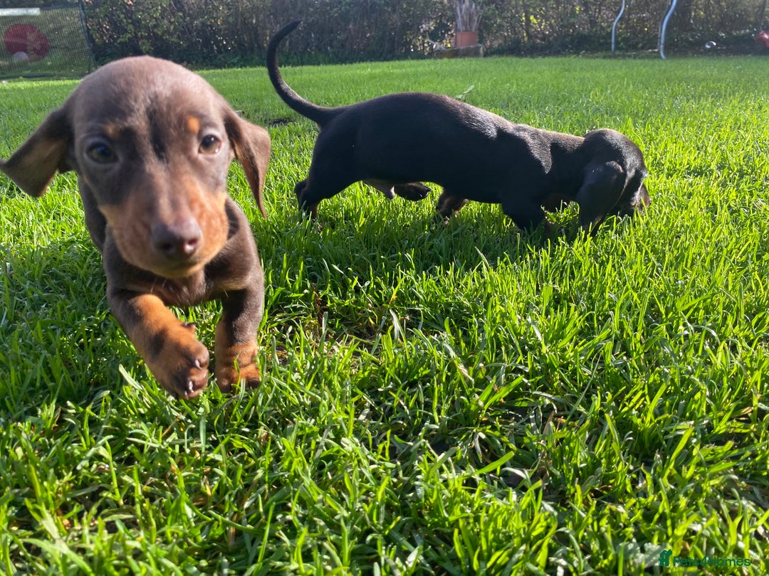 Dachshund dogs for sale: Miniature Dachshund Puppies ⭐️one male left  ⭐️ - Advert 7