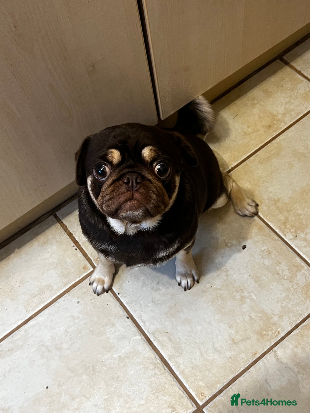 Pug dogs for sale: Kc reg 3 year old chocolate pug  - Advert 5