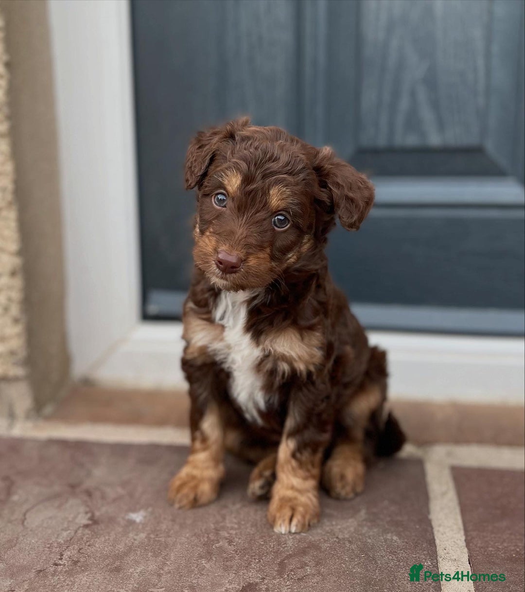 Bordoodle dogs for sale: OUTSTANDING *TRI COLOUR* MINIATURE BORDOODLES - Image 35