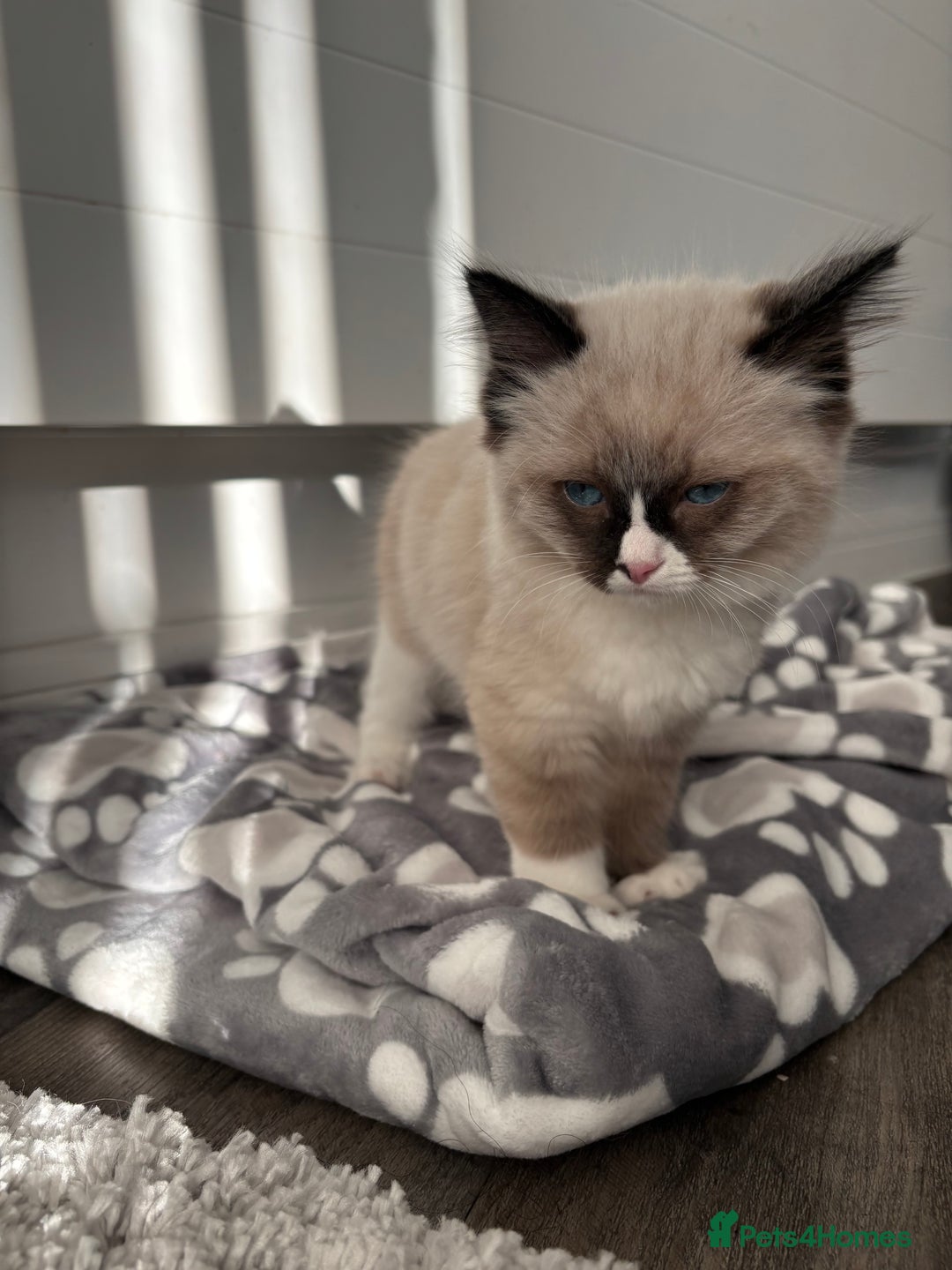 Ragdoll cats for sale: Tilbury  - Advert 3