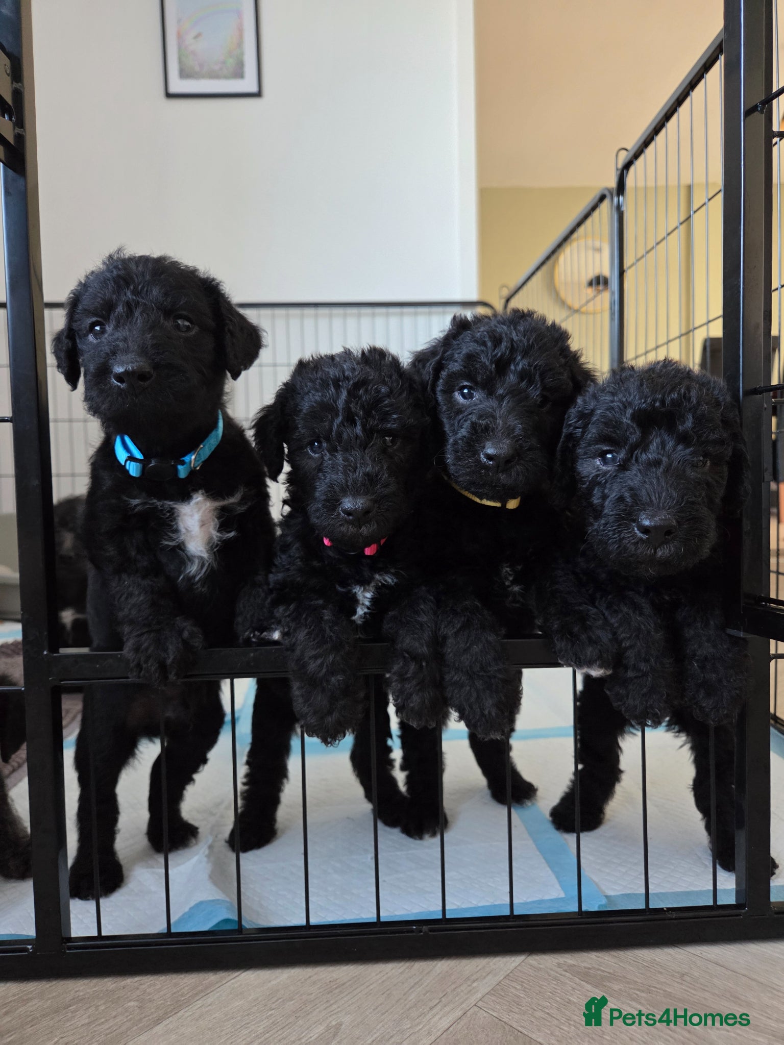 Bedlington Terrier dogs KC Reg Bedlington Terrier puppies *REDUCED* - Advert 1