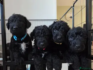 Bedlington Terrier dogs KC Reg Bedlington Terrier puppies *REDUCED* - Advert 1