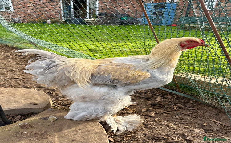 Chickens poultry - Advert 16