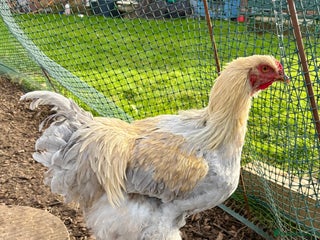 Chickens poultry Brahma Large Fowl Cockerels & Pullets - Advert 16