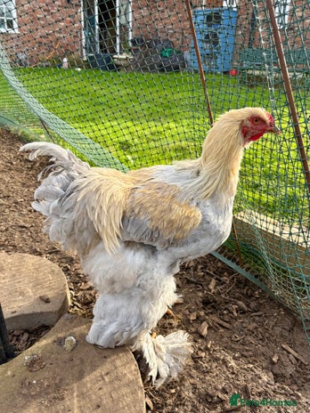 Chickens poultry - Advert 16