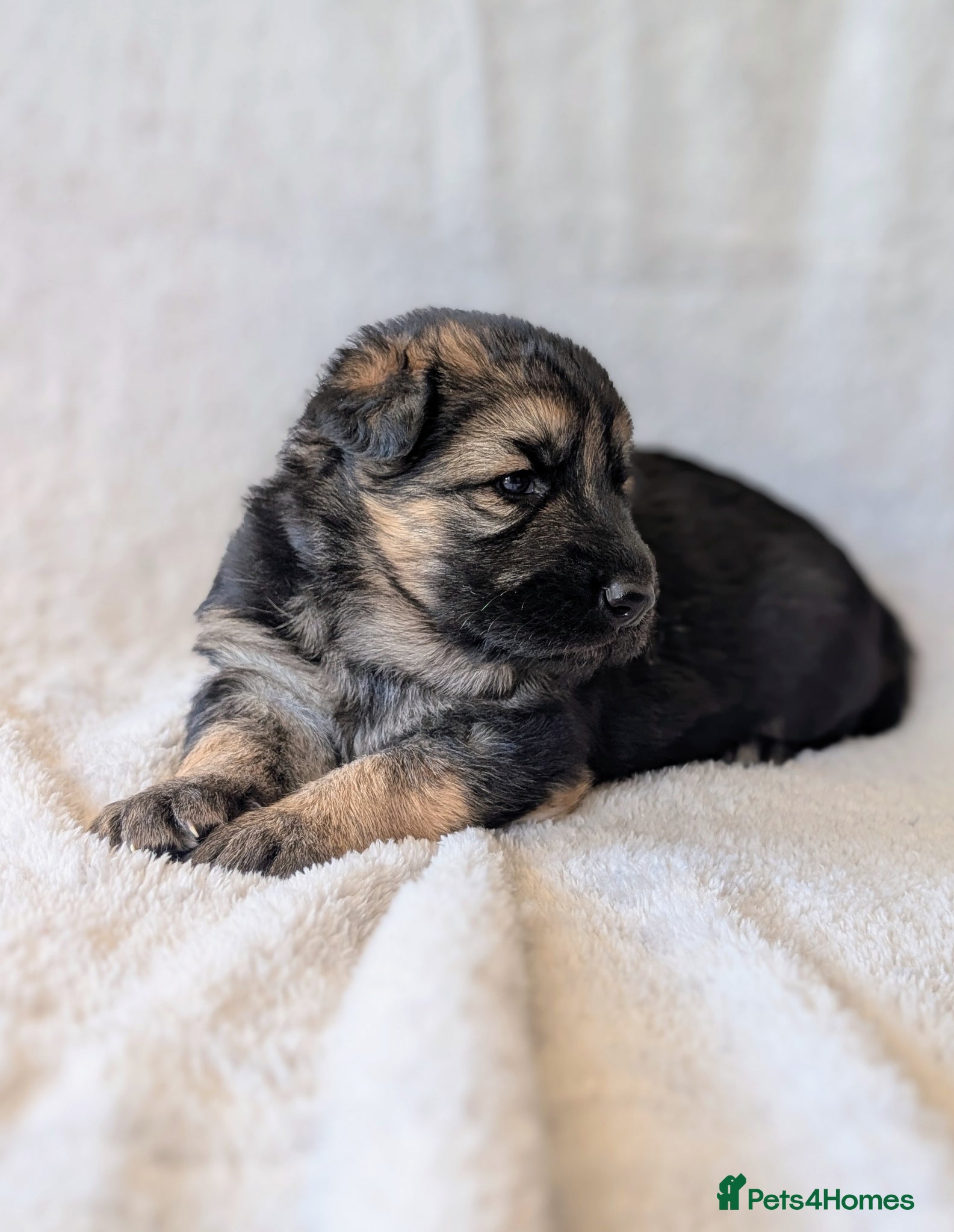 German Shepherd dogs KC Registered German Shepherd Puppies 🐾  - Advert 5