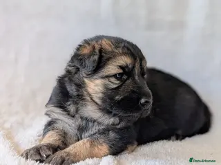 German Shepherd dogs KC Registered German Shepherd Puppies 🐾 - Advert 5