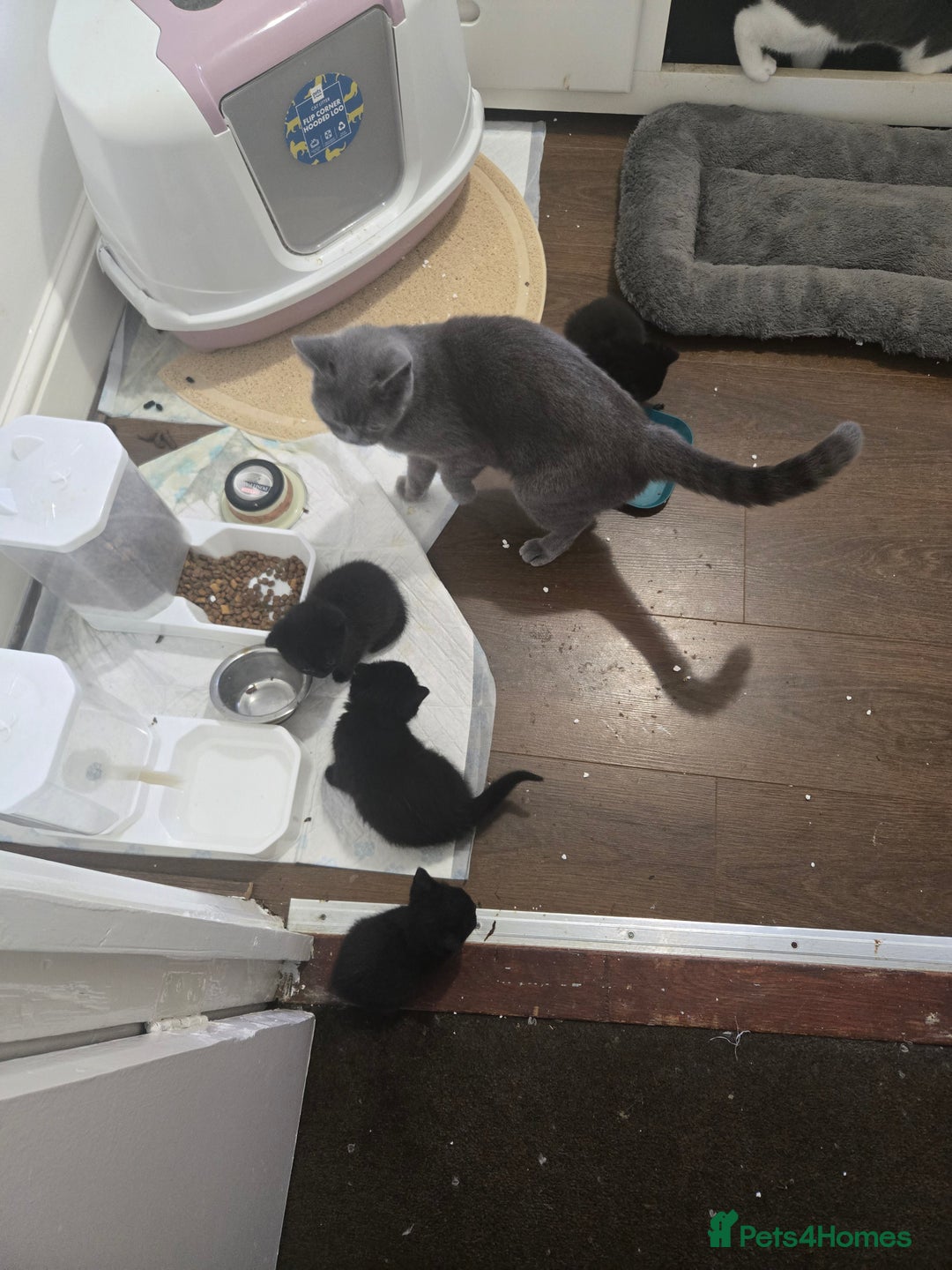 British Shorthair cats for sale: Gabriel Vasile  - Image 13