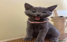 Russian Blue cats for sale: TICA REGISTERED Pure Breed Russian Blue Kittens - Image 2