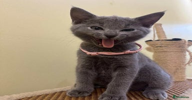 Russian Blue cats - Advert 3