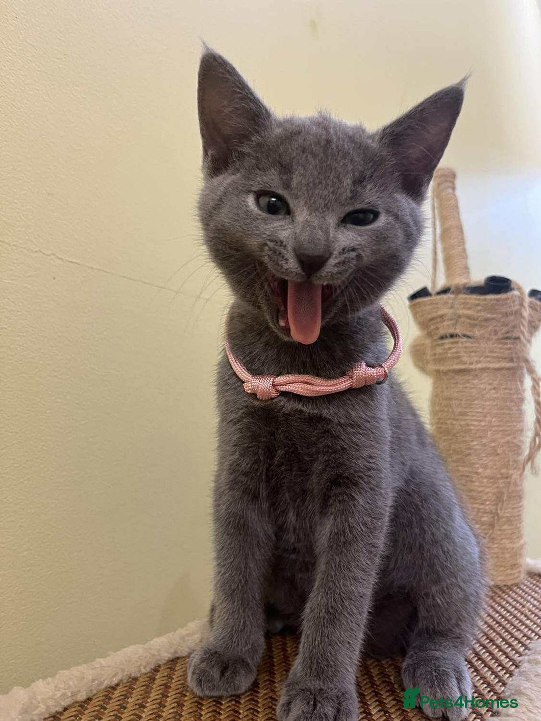 Russian Blue cats for sale: TICA REGISTERED Pure Breed Russian Blue Kittens - Image 2
