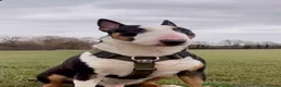 English Bull Terrier dogs for sale: 3 Beautiful English Bull Terrier Puppies  - Advert 3