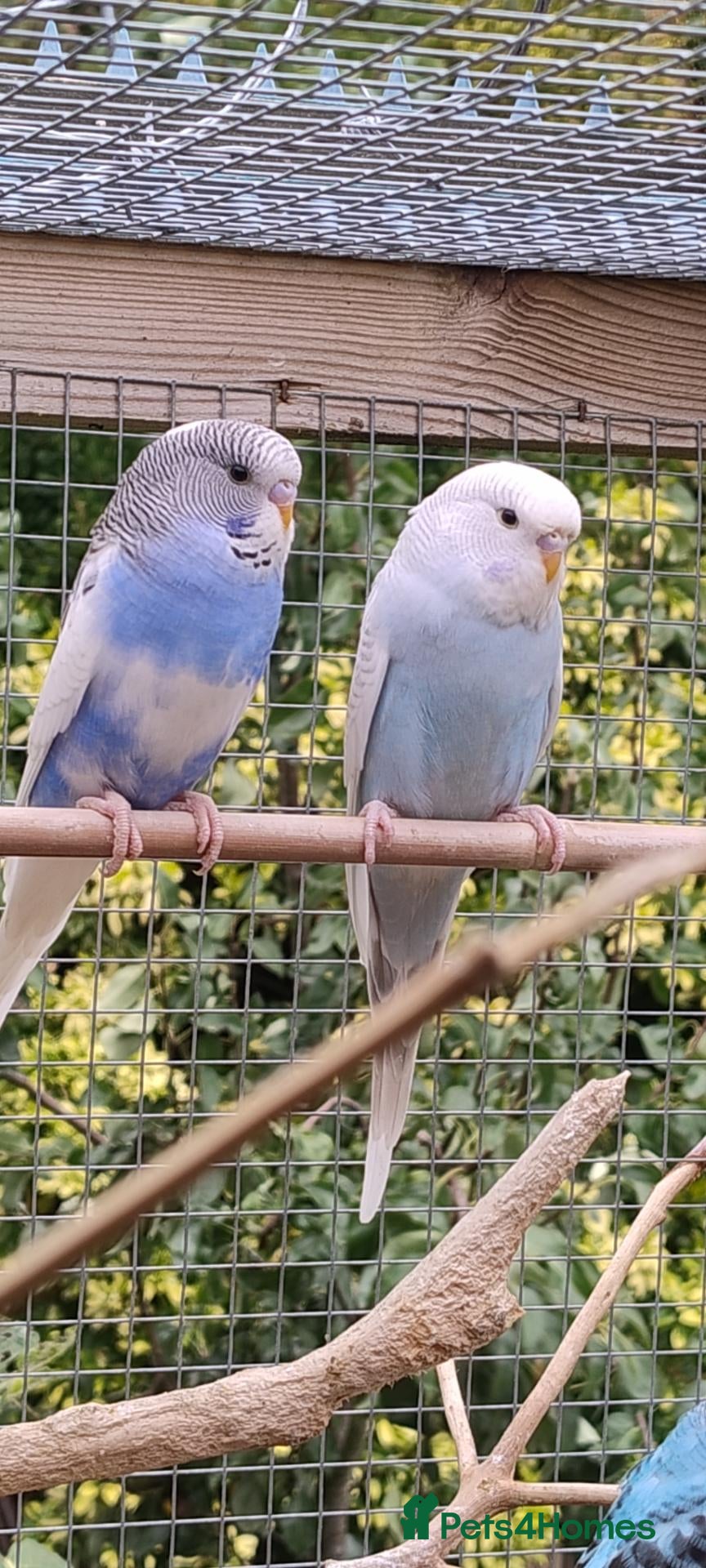 Budgerigars birds Baby budgies, easily tamed. Mixed colours - Advert 15