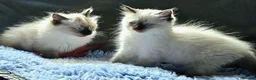 Ragdoll cats for sale: 2 beautiful seal point Ragdoll Kittens  - Advert 2