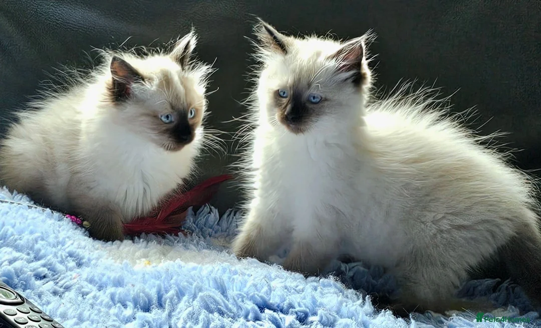 Ragdoll cats for sale: 2 beautiful seal point Ragdoll Kittens  - Advert 2
