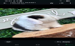 Mini Lop rabbits for sale: 🌟 mini lop babies 🌟 - Image 3