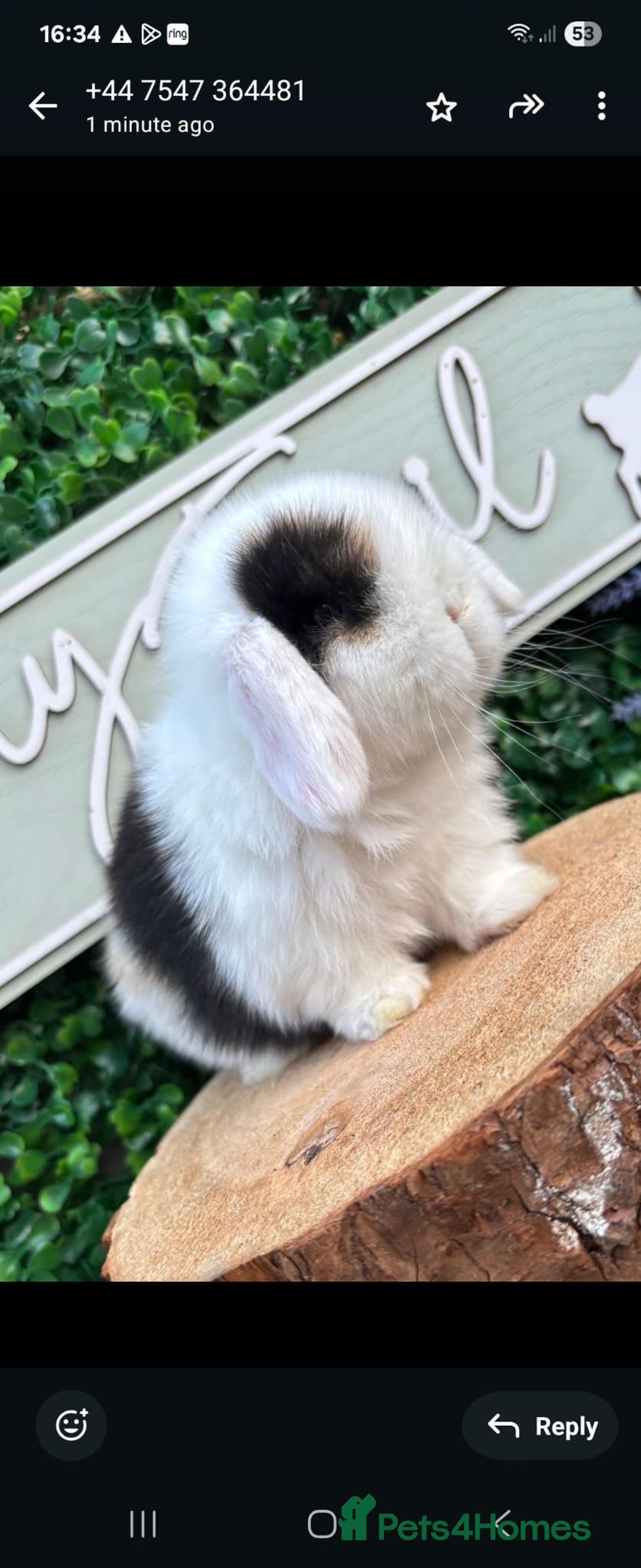 Mini Lop rabbits for sale: 🌟 mini lop babies 🌟 - Image 3
