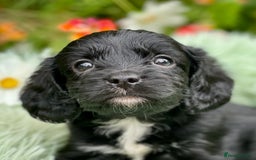 Cavapoo dogs for sale: Stunning Cavapoo babies  - Image 13