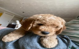 Labradoodle dogs for sale: Last two! Beautiful F3b Labradoodle Puppies - Image 23