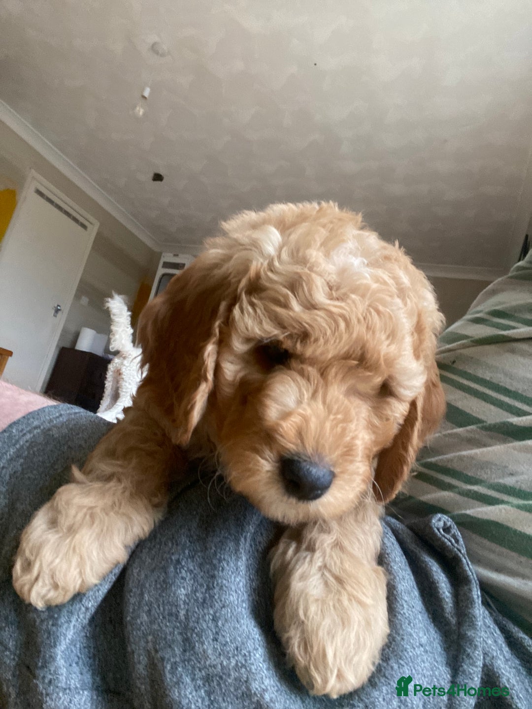 Labradoodle dogs for sale: Last two! Beautiful F3b Labradoodle Puppies - Image 23