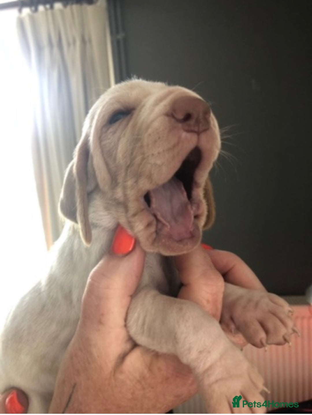 Bracco Italiano dogs for sale: Adorable Bracco Puppies Due 3rd October  - Image 11
